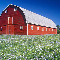 Buy canvas prints of flax field in front of red barn by Dave Reede