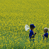 Buy canvas prints of Boys in Canola Field by Dave Reede