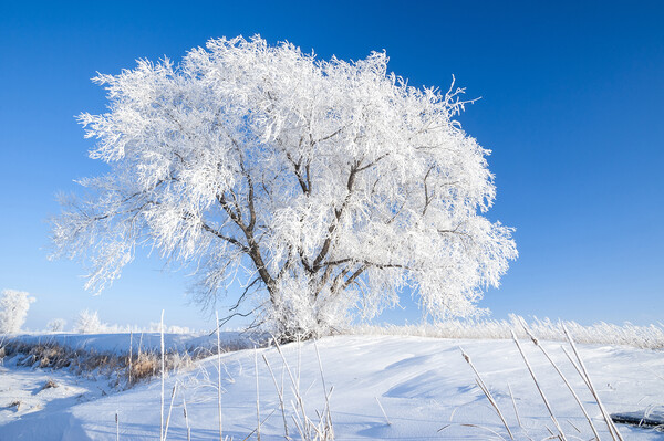 Hoarfrost on Lone Tree Picture Board by Dave Reede