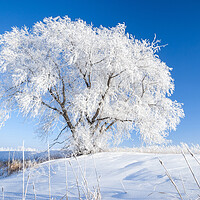 Buy canvas prints of Hoarfrost on Lone Tree by Dave Reede