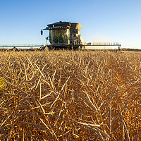 Buy canvas prints of The Harvest by Dave Reede