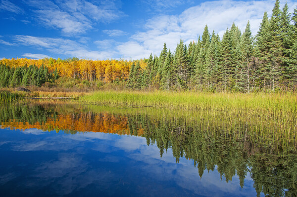 Autumn View Along lake Picture Board by Dave Reede