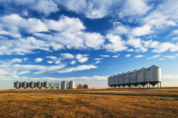 Grain Bins in Farmyard Picture Board by Dave Reede