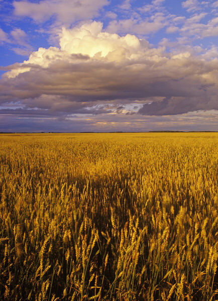 Spring Wheat Field Picture Board by Dave Reede
