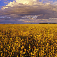 Buy canvas prints of Spring Wheat Field by Dave Reede