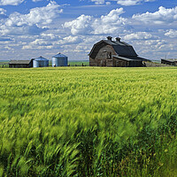 Buy canvas prints of Durum Wheat Field in Front of Abandoned Barn by Dave Reede