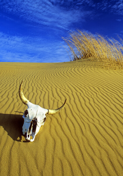 Cow Skull in the Spirit Sands Picture Board by Dave Reede