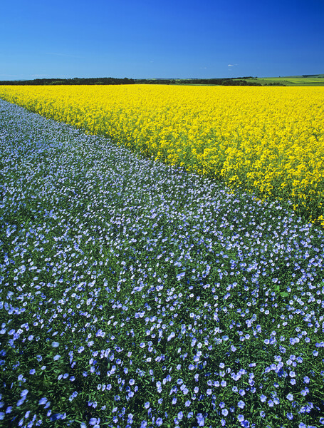 Flax and canola Patterns Picture Board by Dave Reede