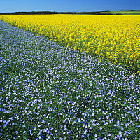 Buy canvas prints of Flax and canola Patterns by Dave Reede