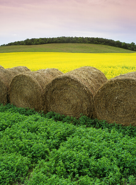 Alfalfa and Canola Patterns Picture Board by Dave Reede