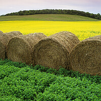 Buy canvas prints of Alfalfa and Canola Patterns by Dave Reede