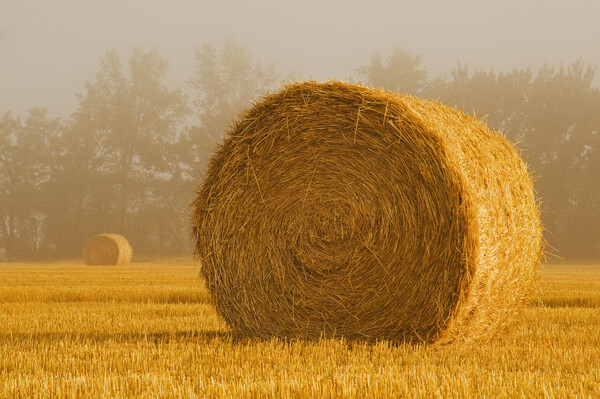 Wheat Straw Bales in the Fog Picture Board by Dave Reede