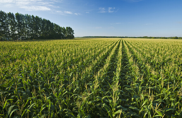 Feed Corn Field that Stretches to the Horizon Picture Board by Dave Reede