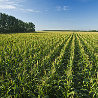 Buy canvas prints of Feed Corn Field that Stretches to the Horizon by Dave Reede