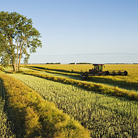 Buy canvas prints of Swathing Canola by Dave Reede