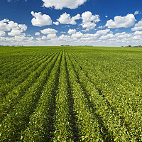Buy canvas prints of Mid-Growth Soybean Field by Dave Reede