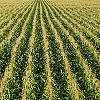 Buy canvas prints of Corn Field Patterns by Dave Reede