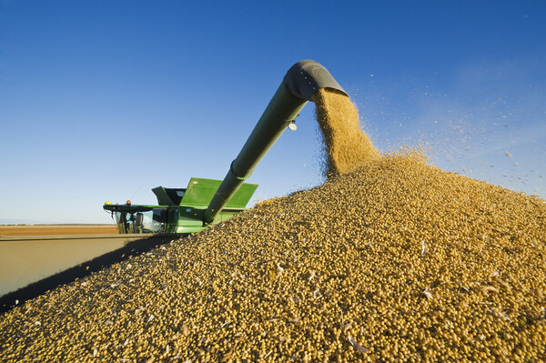Soybean Harvest Unloading on the Go Picture Board by Dave Reede