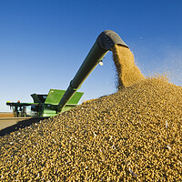 Buy canvas prints of Soybean Harvest Unloading on the Go by Dave Reede