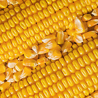 Buy canvas prints of Grain Corn Close-Up by Dave Reede