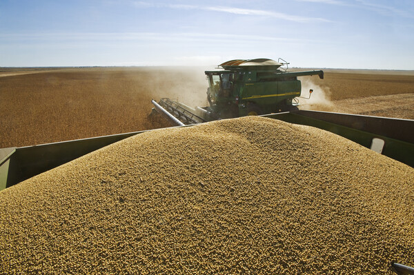 Soybean Harvest From a Grain Wagon Picture Board by Dave Reede
