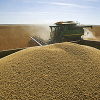 Buy canvas prints of Soybean Harvest From a Grain Wagon by Dave Reede