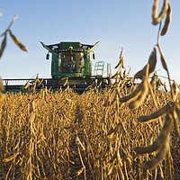 Buy canvas prints of Soybean Harvest by Dave Reede