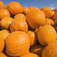 Buy canvas prints of Pumpkins by Dave Reede