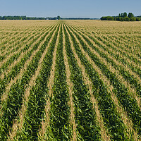 Buy canvas prints of Never Ending Corn Field by Dave Reede