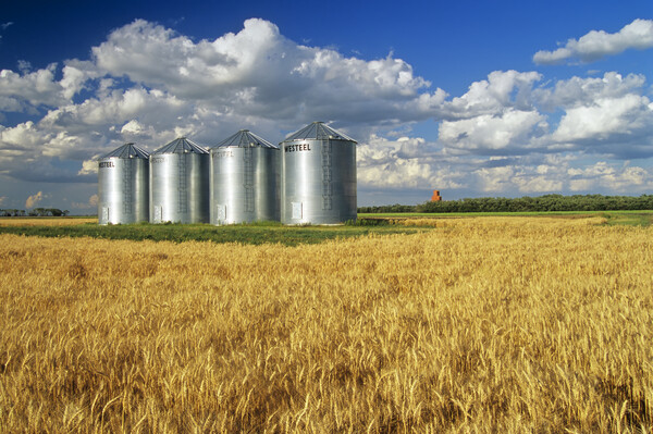 Mature Winter Wheat Field With Grain Bins Picture Board by Dave Reede