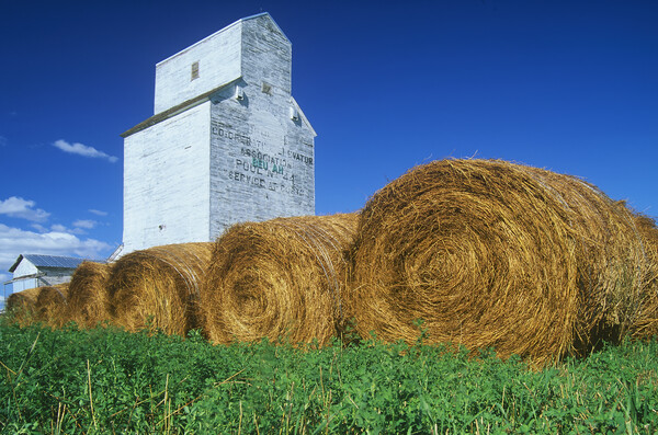 Alfalfa Bales in front of Old Grain Elevator Picture Board by Dave Reede