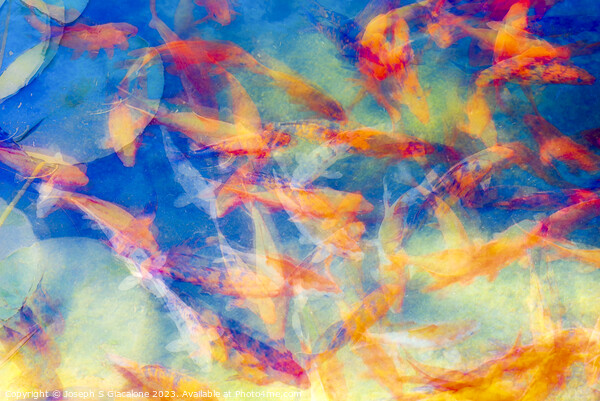 A Colorful Confusion Of Koi Picture Board by Joseph S Giacalone