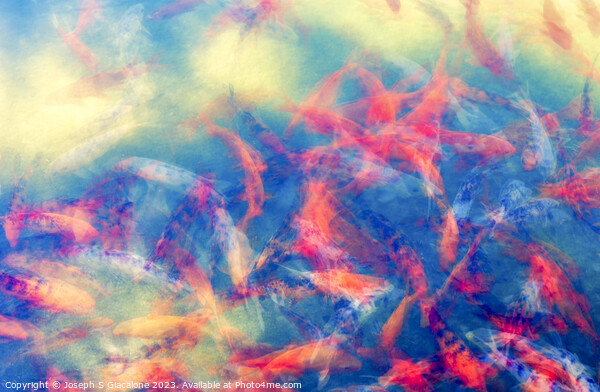Joyful Koi Fish Abstract Picture Board by Joseph S Giacalone