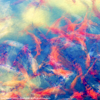 Buy canvas prints of Joyful Koi Fish Abstract by Joseph S Giacalone