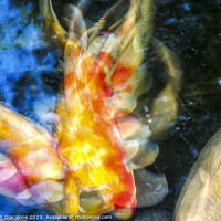 Buy canvas prints of The Beauty Of Koi by Joseph S Giacalone