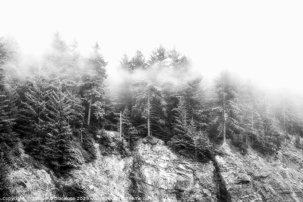 Trees In The Mist - Oregon Picture Board by Joseph S Giacalone
