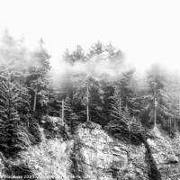 Buy canvas prints of Trees In The Mist - Oregon by Joseph S Giacalone