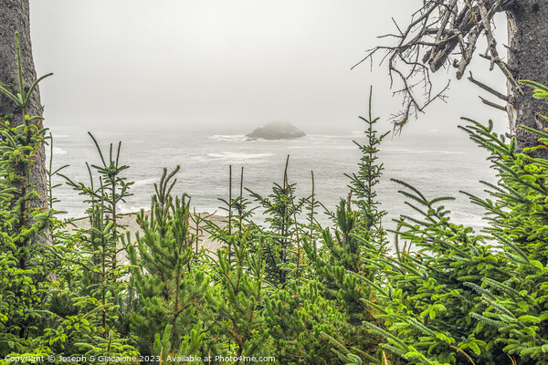 Oregon Coast Pine Trees Picture Board by Joseph S Giacalone