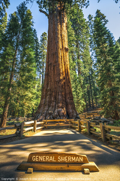 The General Sherman Picture Board by Joseph S Giacalone