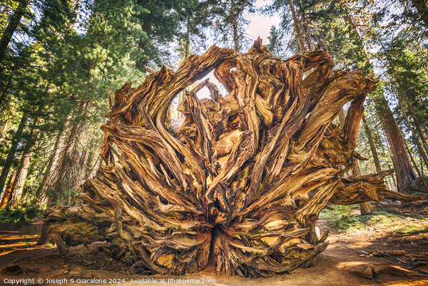 Giant Roots Picture Board by Joseph S Giacalone
