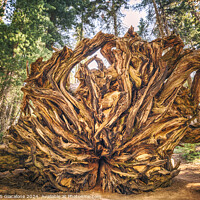 Buy canvas prints of Giant Roots by Joseph S Giacalone