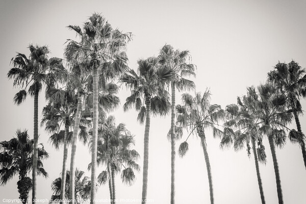 Palm Trees - California Style Picture Board by Joseph S Giacalone