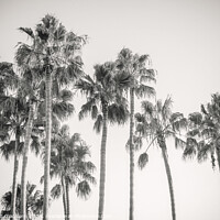 Buy canvas prints of Palm Trees - California Style by Joseph S Giacalone