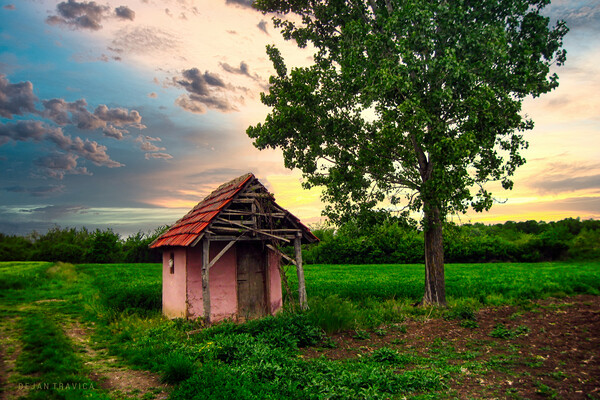 A hut in the field Picture Board by Dejan Travica