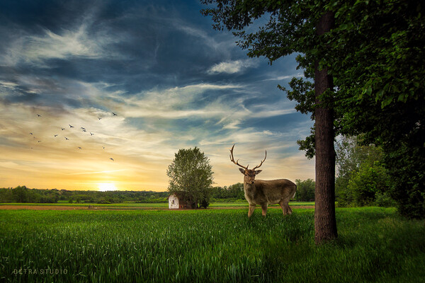 Deer in the field Picture Board by Dejan Travica