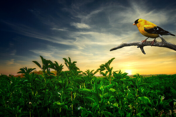 Little yellow bird in the green field Picture Board by Dejan Travica