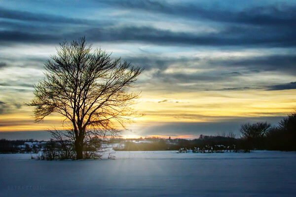Lonely tree in the winter field Picture Board by Dejan Travica