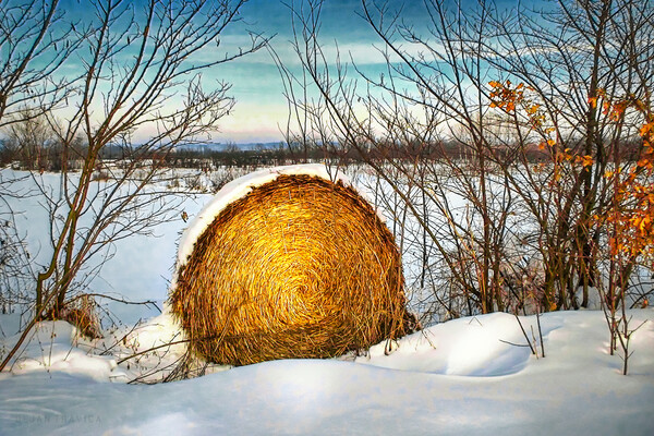 Hay bale forgotten in the snow Picture Board by Dejan Travica