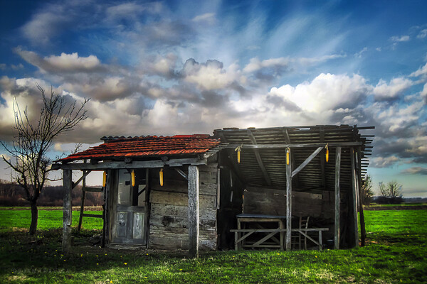 An old hut in a green field at the beginning of spring. Picture Board by Dejan Travica