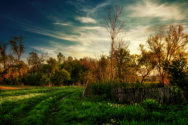 Country road in the green field Picture Board by Dejan Travica